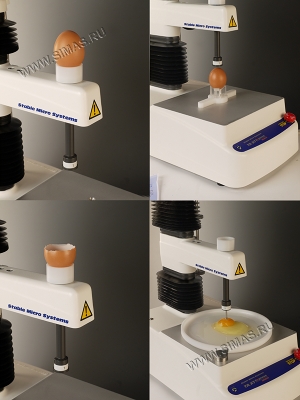 egg